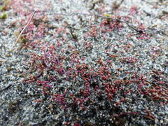 Camissonia contorta