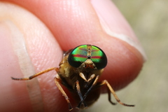 Tabanus pallidescens