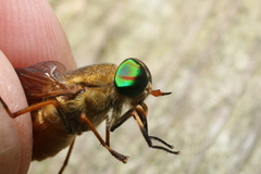 Tabanus pallidescens