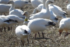 Anser caerulescens atlanticus