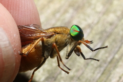 Tabanus pallidescens