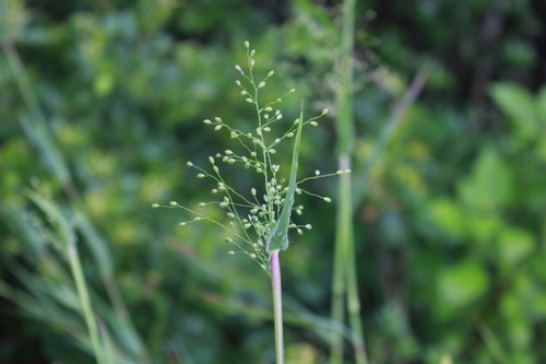 Dichanthelium scoparium iNat (3)