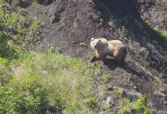 Ursus arctos beringianus