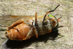 Tabanus pallidescens