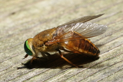 Tabanus pallidescens