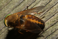 Tabanus pallidescens