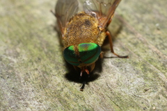 Tabanus pallidescens