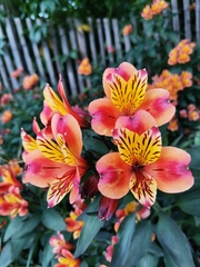 Alstroemeria aurea