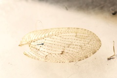 Wesmaelius concinnus