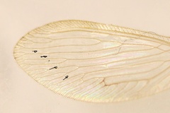 Wesmaelius concinnus