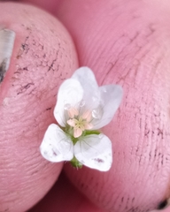 Erodium cicutarium dunense