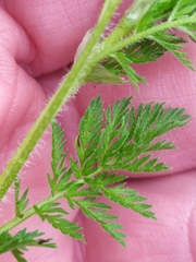 Erodium cicutarium dunense