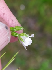 Erodium cicutarium dunense