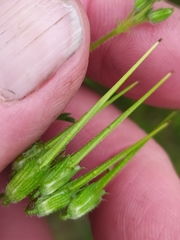 Erodium cicutarium dunense