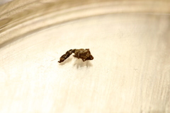 Wesmaelius concinnus