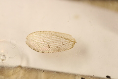 Wesmaelius concinnus