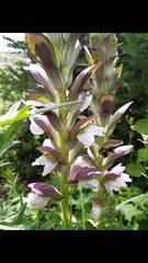 Acanthus mollis