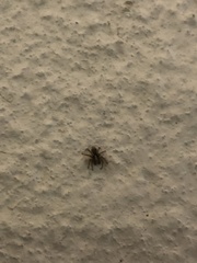 Salticinae