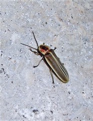 Photinus signaticollis