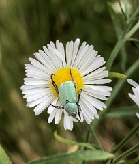 Hoplia parvula