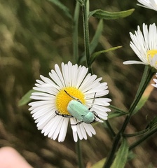Hoplia parvula