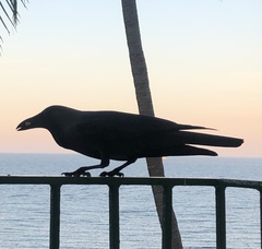 Corvus splendens