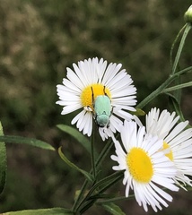 Hoplia parvula