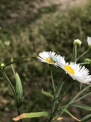 Hoplia parvula