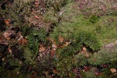 Hymenophyllum dentatum