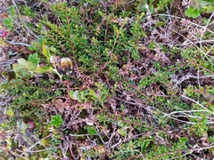Bombus lapponicus