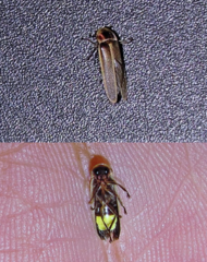 Photinus signaticollis