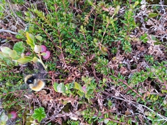 Bombus lapponicus