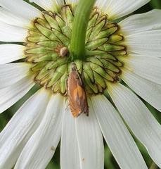 Dichrorampha alpinana