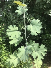 Macleaya