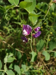 Lathyrus japonicus maritimus