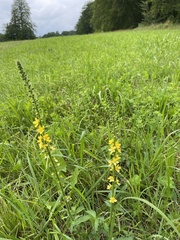 Agrimonia eupatoria