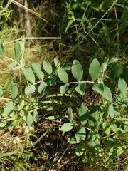 Lathyrus japonicus maritimus