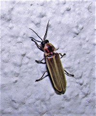 Photinus signaticollis
