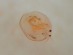 Chydoridae