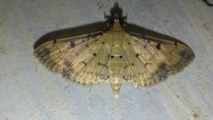 Herpetogramma cynaralis