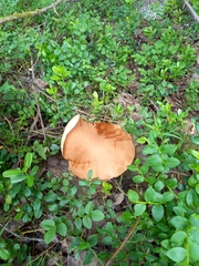 Leccinum vulpinum