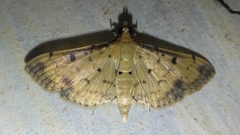 Herpetogramma cynaralis