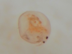 Chydoridae