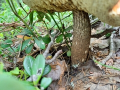 Leccinum vulpinum
