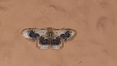 Idaea macrospila