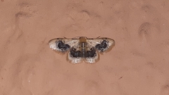 Idaea macrospila