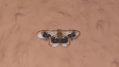 Idaea macrospila