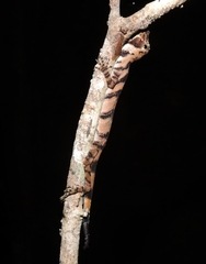 Anolis transversalis