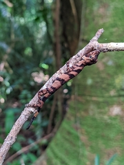 Anolis transversalis