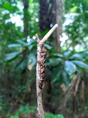 Anolis transversalis
